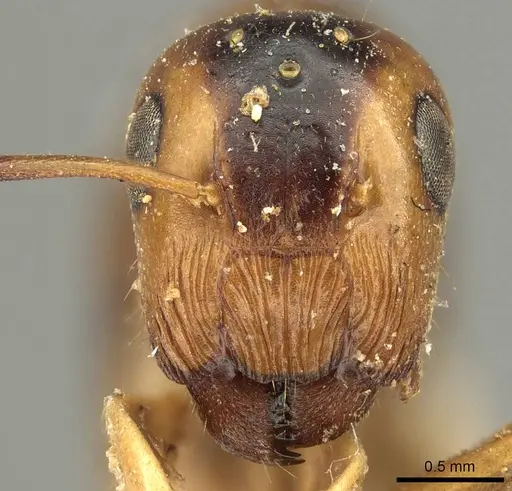Colobopsis nigrifrons specimen CASENT0915601 image casent0915601_2