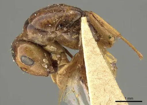 Colobopsis nigrifrons specimen CASENT0915601 image casent0915601_3