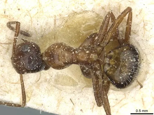 Colobopsis nutans specimen CASENT0911792 image casent0911792_1