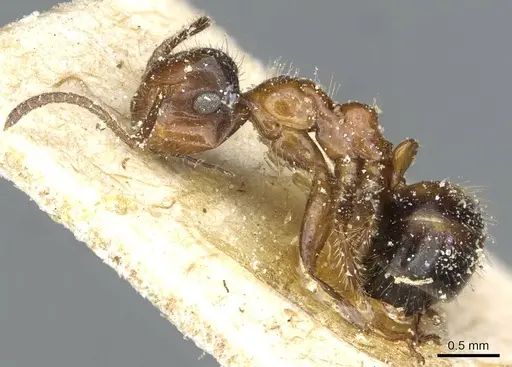 Colobopsis nutans specimen CASENT0911792 image casent0911792_3
