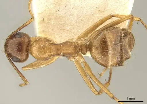 Colobopsis nutans specimen CASENT0915604 image casent0915604_1