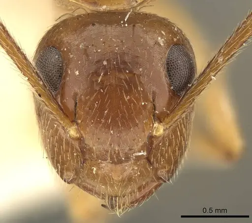 Colobopsis nutans specimen CASENT0915604 image casent0915604_2
