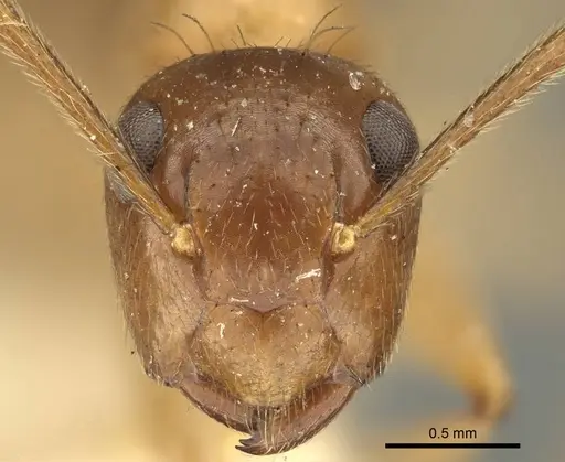Colobopsis nutans specimen CASENT0915604 image casent0915604_3