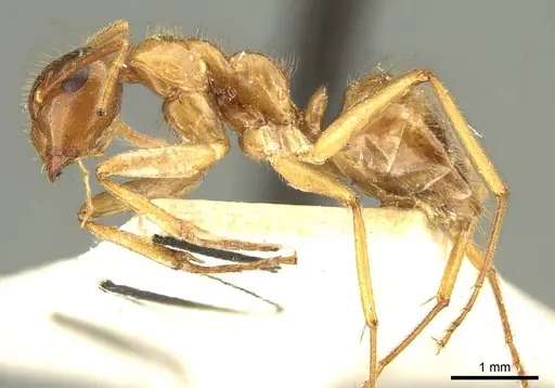 Colobopsis nutans specimen CASENT0915604 image casent0915604_4