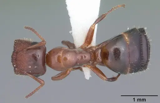 Colobopsis obliqua specimen CASENT0103722 image casent0103722_1