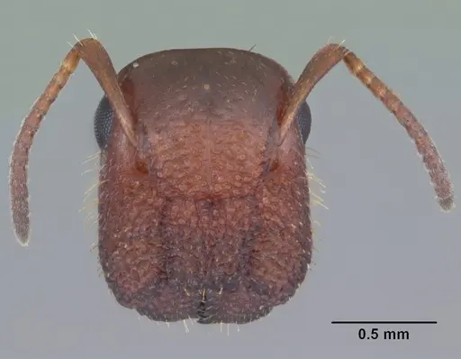 Colobopsis obliqua specimen CASENT0103722 image casent0103722_2