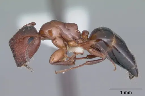 Colobopsis obliqua specimen CASENT0103722 image casent0103722_3