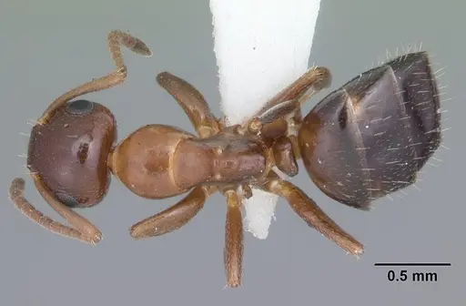 Colobopsis obliqua specimen CASENT0103723 image casent0103723_1