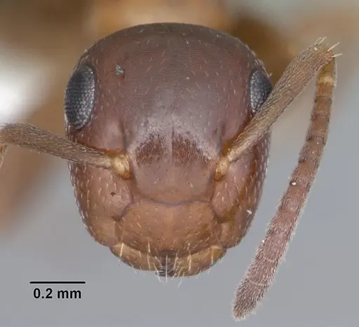 Colobopsis obliqua specimen CASENT0103723 image casent0103723_2