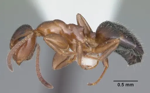 Colobopsis obliqua specimen CASENT0103723 image casent0103723_3