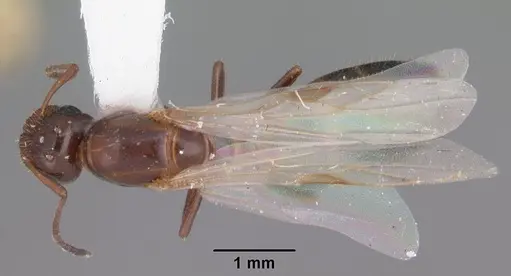 Colobopsis obliqua specimen CASENT0103725 image casent0103725_1