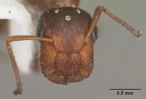 Colobopsis obliqua specimen CASENT0103725 image casent0103725_2