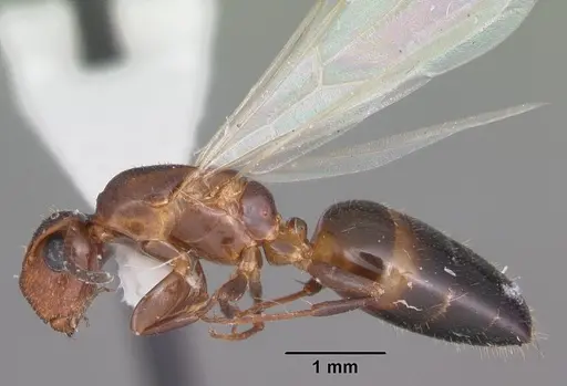 Colobopsis obliqua specimen CASENT0103725 image casent0103725_3