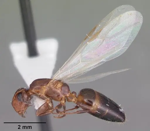 Colobopsis obliqua specimen CASENT0103725 image casent0103725_4