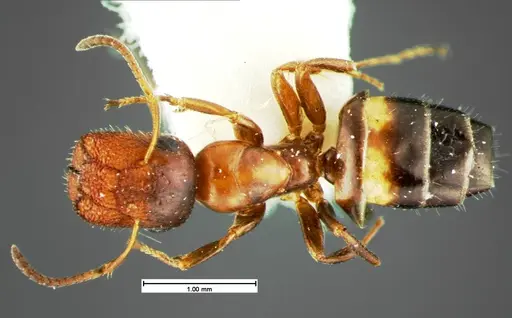 Colobopsis obliqua specimen CASENT0105585 image casent0105585_1