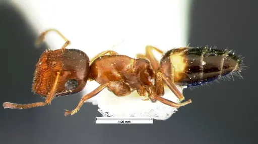 Colobopsis obliqua specimen CASENT0105585 image casent0105585_3