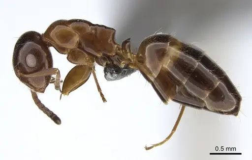 Colobopsis obliqua specimen CASENT0923511 image casent0923511_1