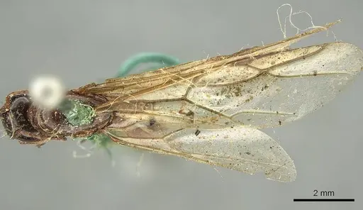Colobopsis oceanica specimen CASENT0915766 image casent0915766_1