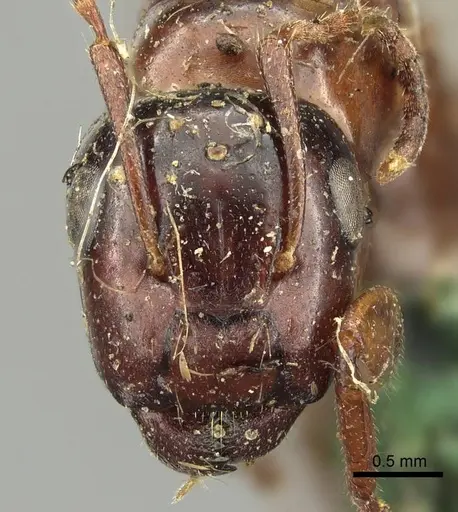 Colobopsis oceanica specimen CASENT0915766 image casent0915766_2