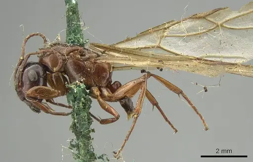 Colobopsis oceanica specimen CASENT0915766 image casent0915766_3