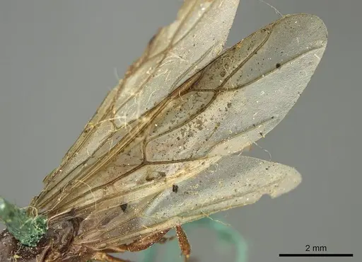 Colobopsis oceanica specimen CASENT0915766 image casent0915766_4