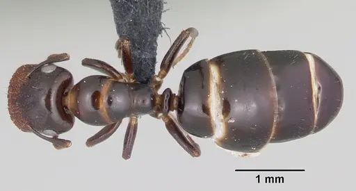 Colobopsis papago specimen CASENT0065778 image casent0065778_1