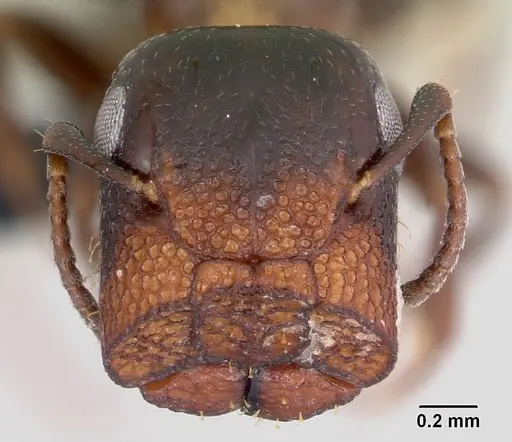 Colobopsis papago specimen CASENT0065778 image casent0065778_2