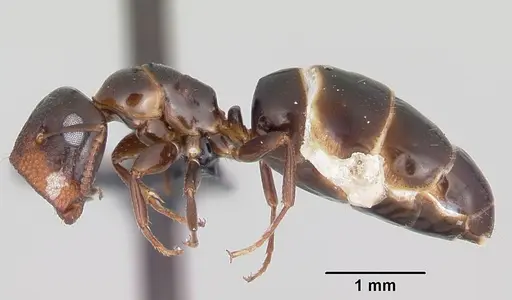 Colobopsis papago specimen CASENT0065778 image casent0065778_3