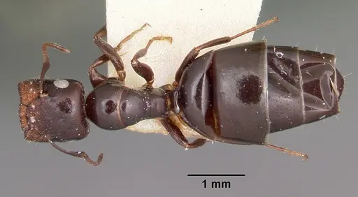 Colobopsis papago specimen CASENT0104680 image casent0104680_1