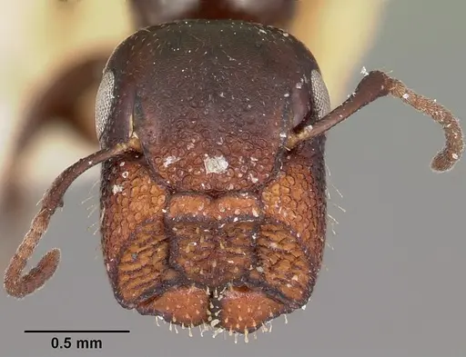 Colobopsis papago specimen CASENT0104680 image casent0104680_2