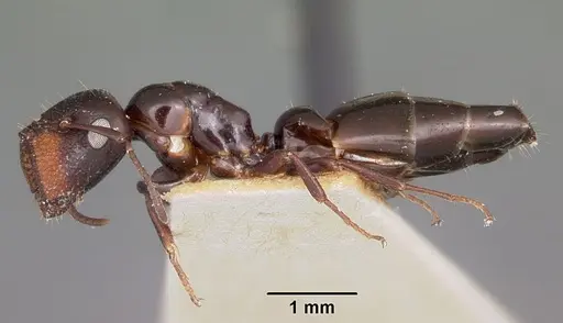 Colobopsis papago specimen CASENT0104680 image casent0104680_3