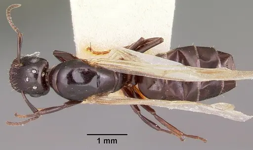 Colobopsis papago specimen CASENT0104681 image casent0104681_1