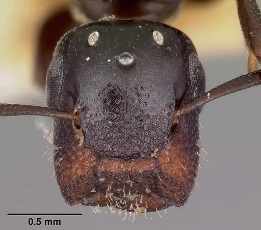 Colobopsis papago specimen CASENT0104681 image casent0104681_2