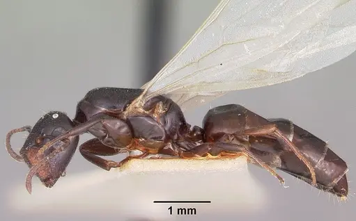 Colobopsis papago specimen CASENT0104681 image casent0104681_3