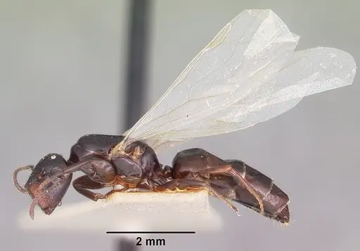 Colobopsis papago specimen CASENT0104681 image casent0104681_4