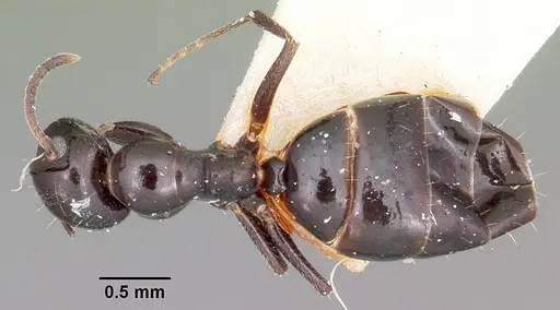 Colobopsis papago specimen CASENT0104697 image casent0104697_1