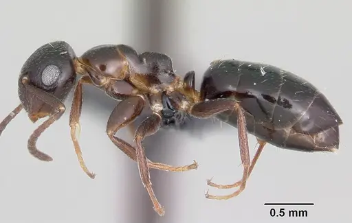 Colobopsis papago specimen CASENT0104912 image casent0104912_3
