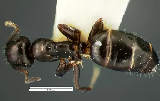 Colobopsis papago specimen CASENT0105586 image casent0105586_1