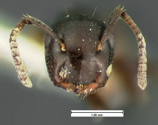 Colobopsis papago specimen CASENT0105586 image casent0105586_2