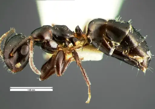 Colobopsis papago specimen CASENT0105586 image casent0105586_3