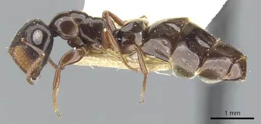 Colobopsis papago specimen CASENT0903606 image casent0903606_3