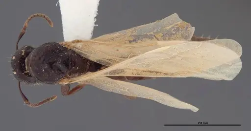 Colobopsis papago specimen FMNHINS0000083091 image fmnhins0000083091_1