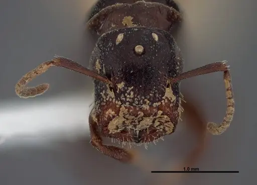Colobopsis papago specimen FMNHINS0000083091 image fmnhins0000083091_2