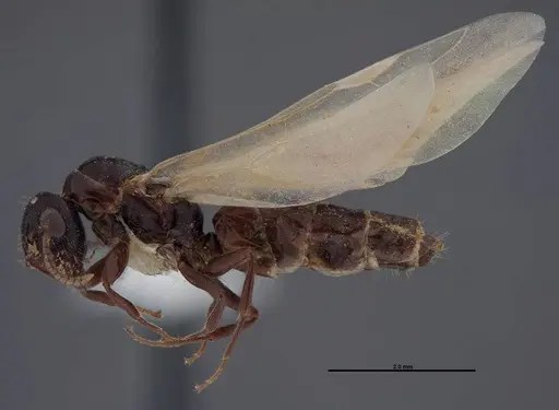 Colobopsis papago specimen FMNHINS0000083091 image fmnhins0000083091_3