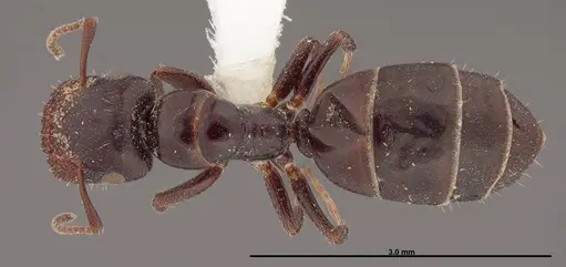 Colobopsis papago specimen FMNHINS0000083093 image fmnhins0000083093_1