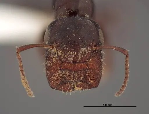 Colobopsis papago specimen FMNHINS0000083093 image fmnhins0000083093_2
