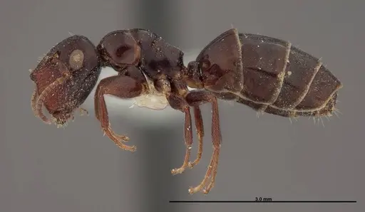 Colobopsis papago specimen FMNHINS0000083093 image fmnhins0000083093_3