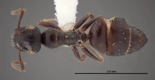 Colobopsis papago specimen FMNHINS0000083094 image fmnhins0000083094_1
