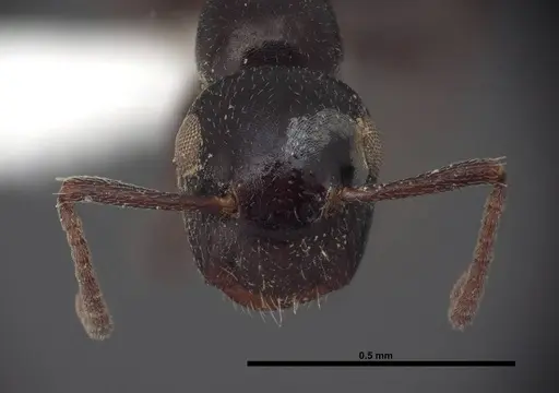 Colobopsis papago specimen FMNHINS0000083094 image fmnhins0000083094_2