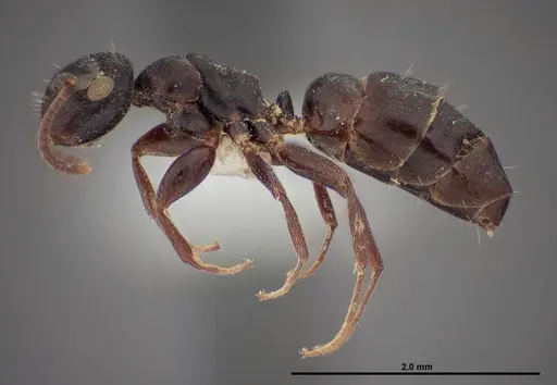 Colobopsis papago specimen FMNHINS0000083094 image fmnhins0000083094_3
